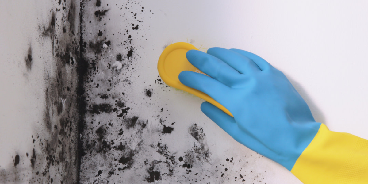 How to Clean Mold with Bleach