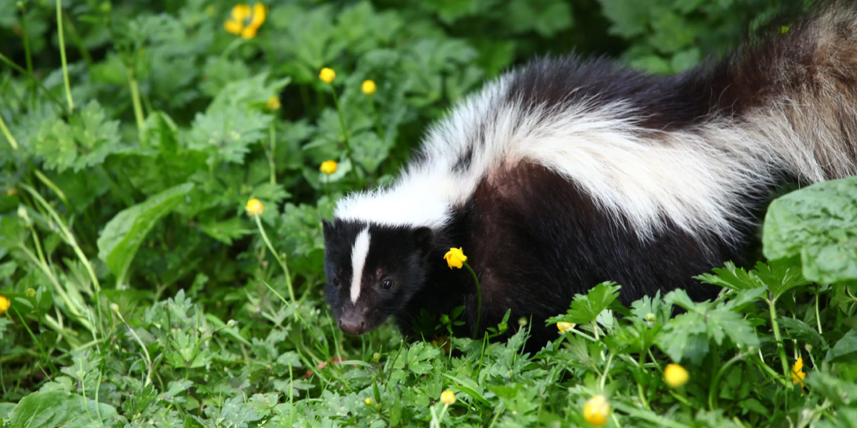 Confirm the Skunks are Actually There