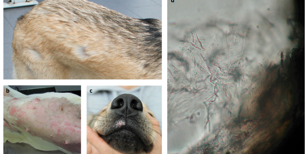 Mold exposure symptoms in dogs