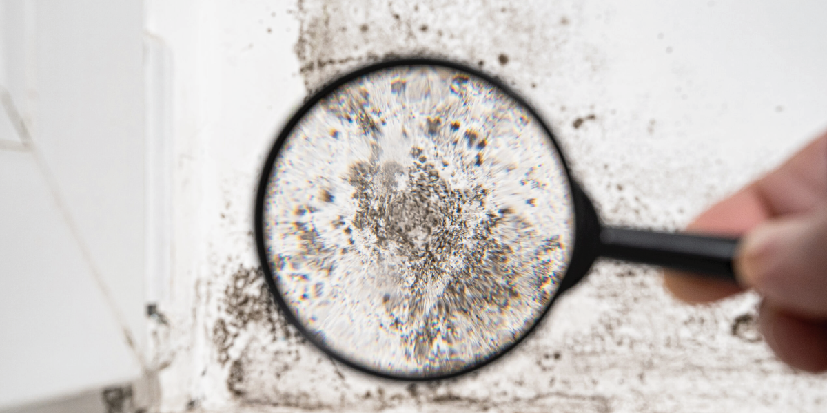 Symptoms of mold exposure