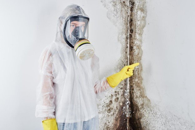 Mold Removal Company in Santa Ana Mold Removal Company in Santa Ana